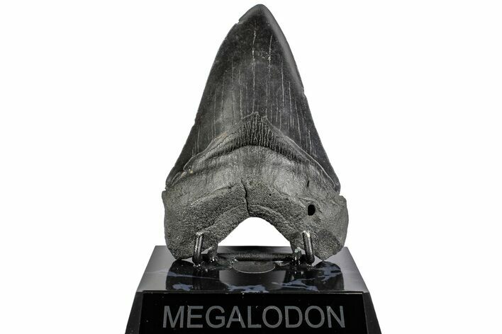5.07" Fossil Megalodon Tooth - South Carolina